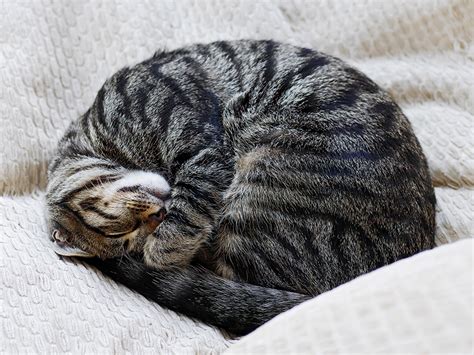 バックグラウンドミュージック: なぜ猫はピアノの上で眠るのか？