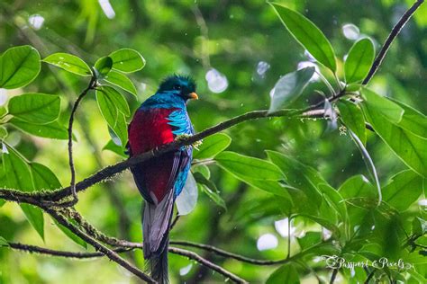  Quelle est l'Histoire Derrière le Roi Quetzal ? Une Exploration d'Identité et de Destinée