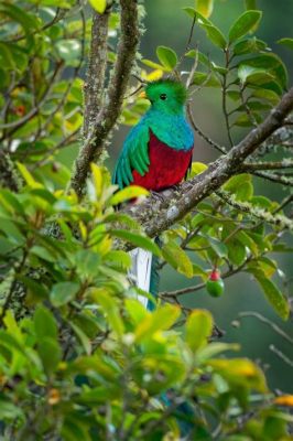  La Légende du Quetzal: Envol vers le Mystère et la Vérité Cachée ?