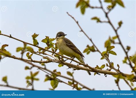  Le conte du Wagtail : Un Petit Oiseau qui Révèle la Vérité Cachée !