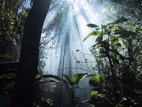 Naia - Une Lgende Amazonienne Sur la Naissance de la Forêt Tropicale !