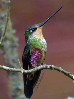  The Hummingbird's Whisper: A 14th-Century Colombian Legend Exploring Nature and Human Connection