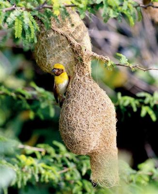  The Weaver Bird! A Tale Woven With Threads of Duty and Deceit From Sixth Century India?