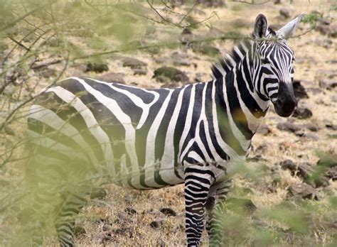  The Zigzagging Zebra Reveals Ancient Ethiopian Wisdom Through Unexpected Laughter!